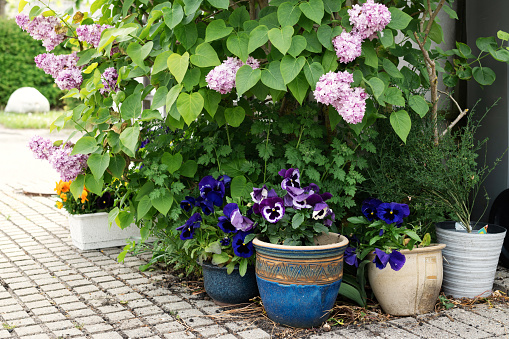 Small garden at the entrance to the house, lilacs, potted pansies, springtime.