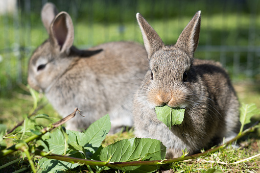 Two little brown rabbits eating leaves outdoors, pet rearing, summertime.