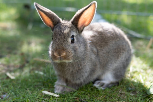 istock Brown little rabbit on the grass outdors, breeding pets. 1401385431