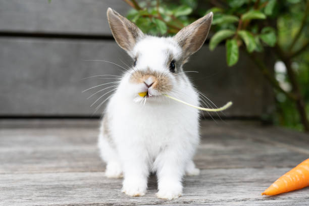 istock Little white rabbit eating flower on wooden background, Easter concept. 1401385480