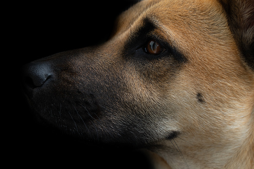 Portrait of a brown Belgian Shepherd Dog, against a dark background, from the side. The dog faithfully looks up.