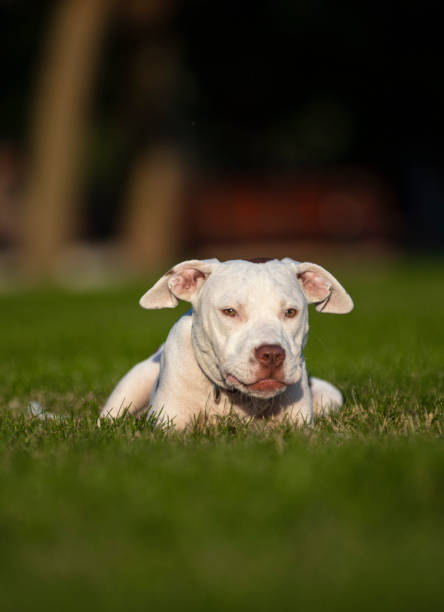 istock American staffordshire terrier 1401386434