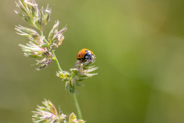 istock Beautiful black dotted red ladybug beetle climbing in a plant with blurred background and much copy space searching for plant louses to kill them as beneficial organism and useful animal in the garden 1401386555