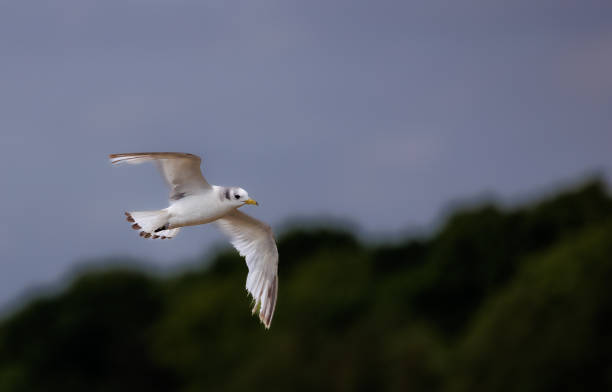 mouette - oiseau marin photos et images de collection