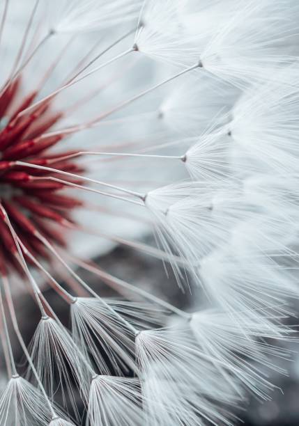 beautiful dandelion flower seed in springtime