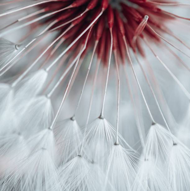 istock beautiful dandelion flower seed in springtime 1401387247