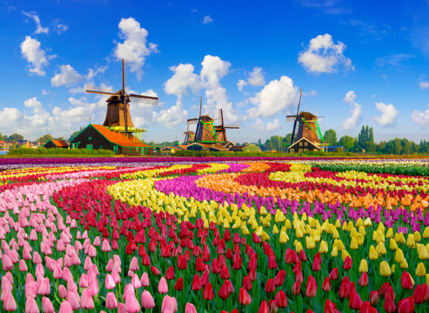 tulipanes y molinos de viento - dutch culture fotos fotografías e imágenes de stock