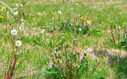 Dandelion seeds scatter over a green field. close up