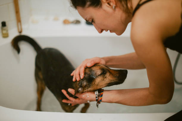 istock Pet dog wash day 1401388338