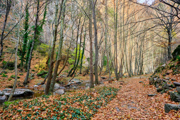istock forest in the autumn in the park and flow river. 1401389454