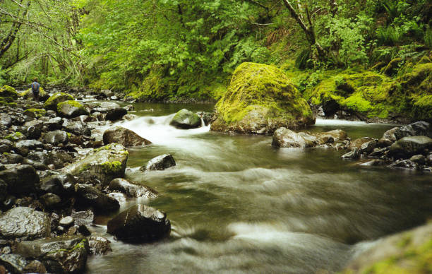 Soft Rainforest Creek Water stock photo