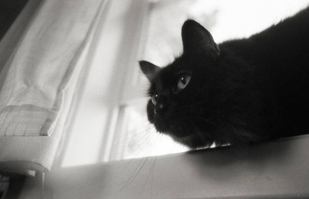 Black Cat Closeup on Film stock photo