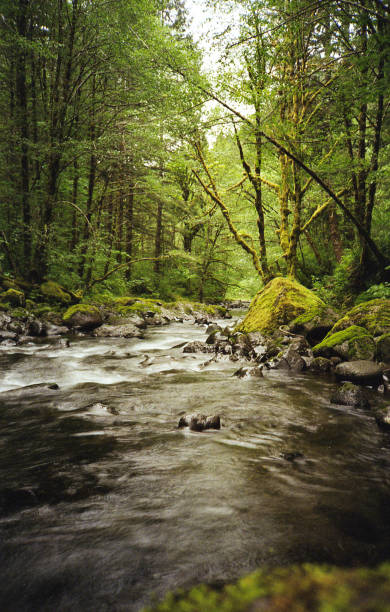Soft Rainforest Creek Water stock photo
