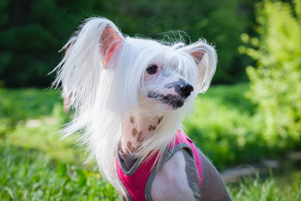 istock White pedigreed dog with long hair on paws, muzzle and ears. 1401392837