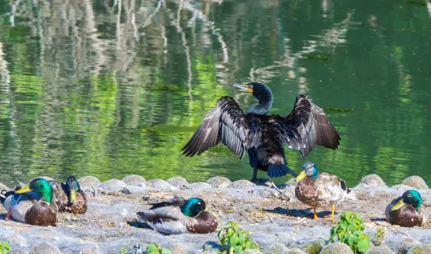 Photo of Sunbathing Water Birds