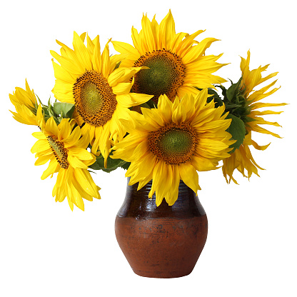 sunflowers isolated on a white background. a bouquet of flowers in a clay jug.