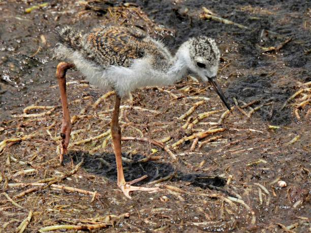 istock Black-necked Stilt (Himantopus mexicanus) -   chick foraging in the wetlands 1401394235