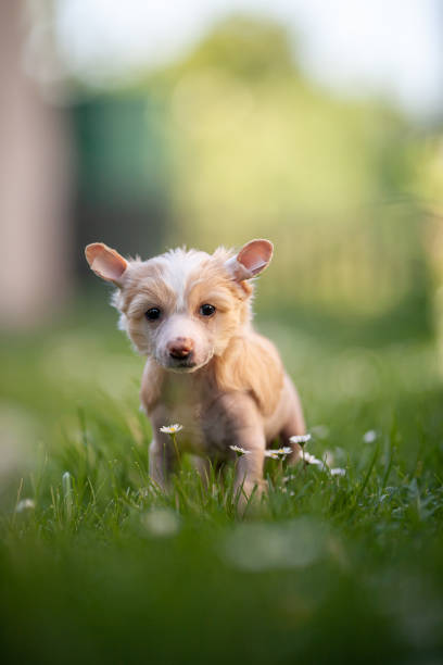 istock Chinese crested dog puppy outside 1401395039