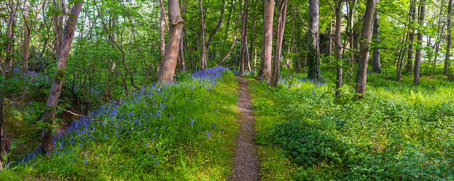 Earth trail along Offa’s Dyke through idyllic wildflower forest verdant green woodland foliage panorama.