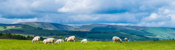 Flock of sheep and lambs grazing green field pasture panorama stock photo