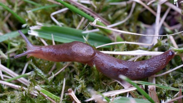 istock Slug closeup in the grass 1401396388