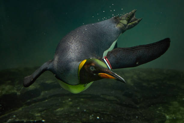 Two penguins standing next to each other, one of which has a blue ribbon around its neck