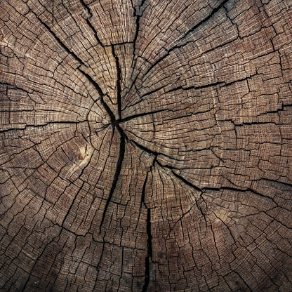 Ideal round cut down tree with annual rings and cracks. Wooden texture.