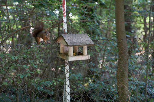 squirrel eating stolen nuts next to a birdhouse