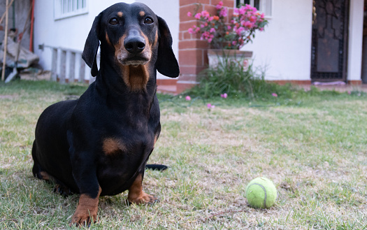 Dachshund dog sitting on grass next to ball looks at camera