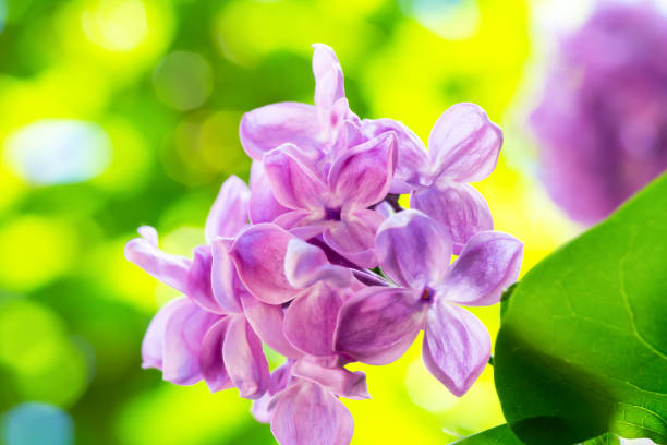 Purple lilac close up on a yellow and green background. Spring is in full swing. Beauty in the simple and natural. Selective focus, defocus, blur