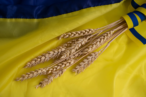 Bread ear on the background of the flag of Ukraine