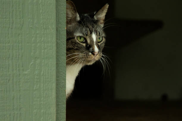 istock cat peeking out from green doorway 1401399156