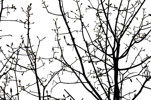 winter tree branches on white background. High quality photo