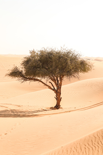 Desert Tree in Sand dunes scenery