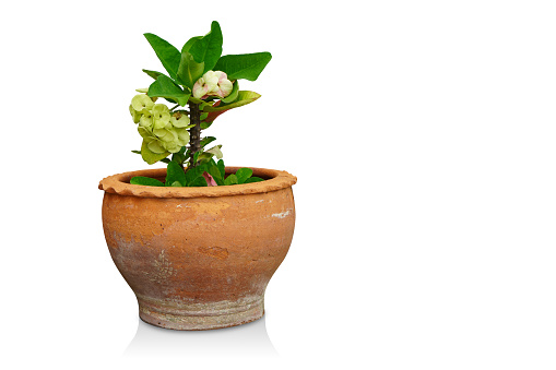 beautiful green and pink euphorbia flower in brown clay pot on white background, nature, object, decor, plant, copy space