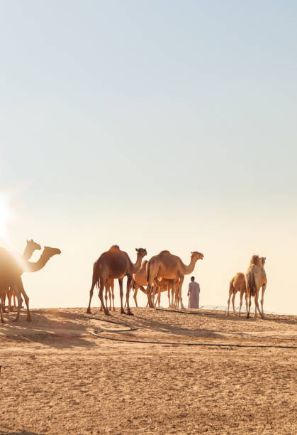 mandria di cammelli nella fattoria delle stalle delle dune del deserto - camel desert travel safari foto e immagini stock