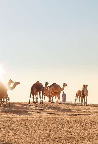 Camel herd at desert dunes stables farm