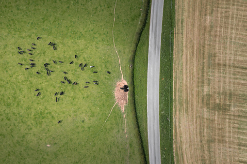 View from a drone flying directly above beef cattle grazing in a field in Scotland on a summer day