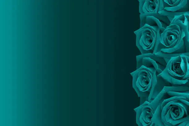 Photo of texture green roses flower arranged in a row on the right side on a red background, nature, flower, love, valentine, template, banner, copy space