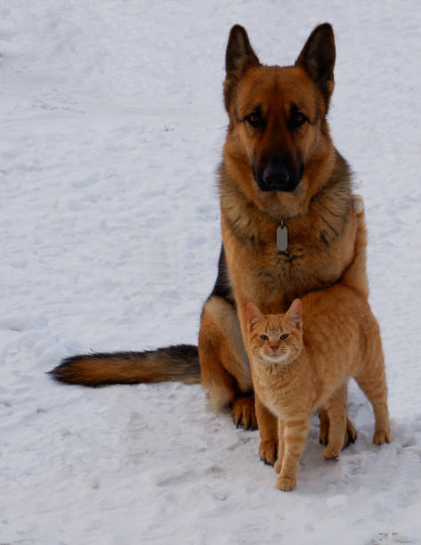 istock Friendship of a German shepherd and a ginger kitten. 1401403514