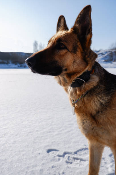 istock German shepherd sitting on a white snow-covered lake. 1401403516