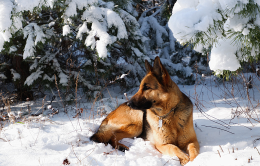 German shepherd dog sits for a walk in a pine forest on a sunny winter day.