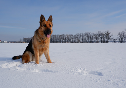 German shepherd sitting in the snow. Walking with the animal in winter.