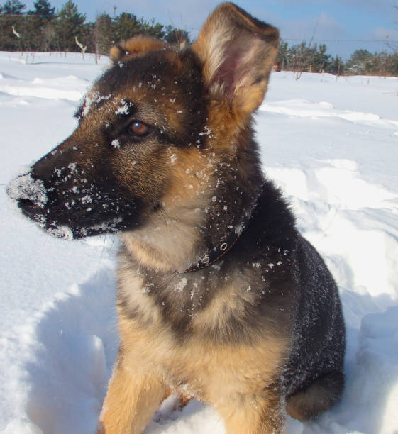istock Cute German shepherd puppy on white snow 1401403560