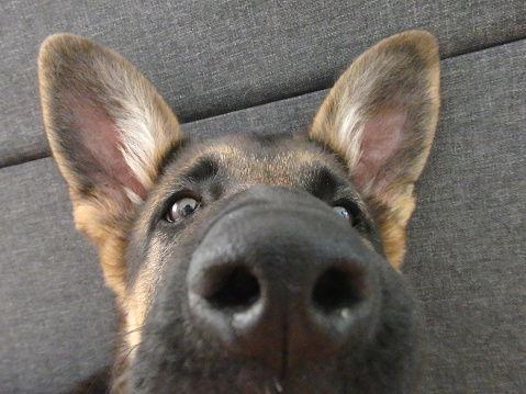 Nose of a funny german shepherd puppy close up