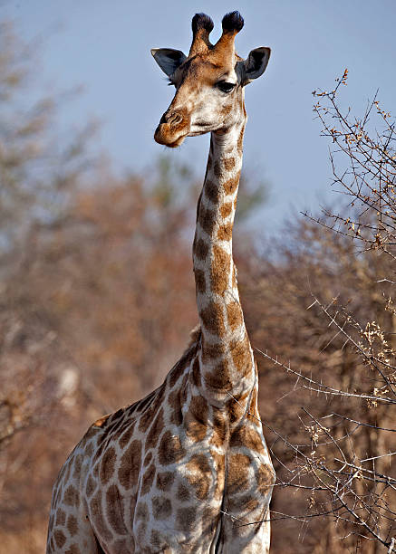 istock Giraffe in South Africa 140140478