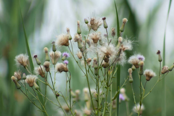 istock Closeup of dried creeping thistle fluffy seeds with selective focus on foreground 1401404970