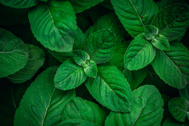 istock Natural background, green mint leaves top view. 1401405765