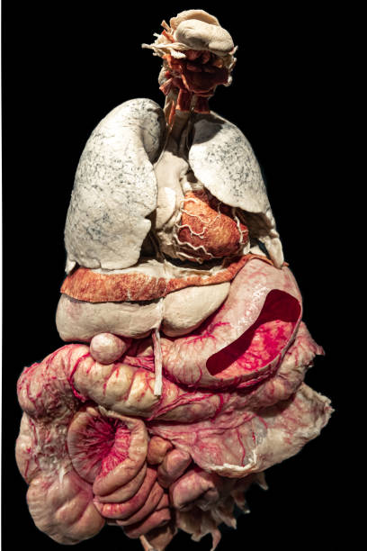 A model of the human entrails, an exhibit for study. Model of human entrails, exhibit for study isolated on black. plastination photos stock pictures, royalty-free photos & images