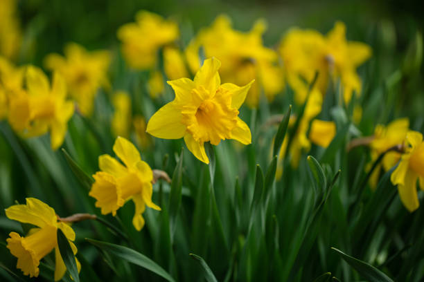 istock Yellow daffodils bloom in the park. Selective focus, shallow depth of field 1401409864